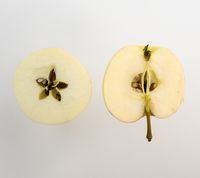Thordis æble